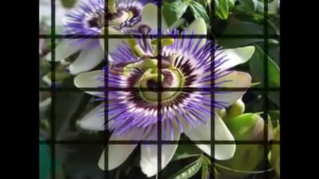 Psychic Delia Rose смотреть онлайн