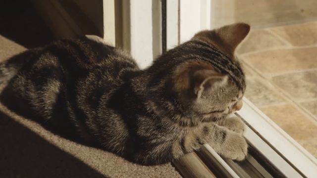 Cat Calming Music - Relaxing Music, Sleep Music, Stress Relief