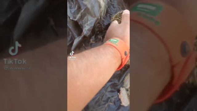 НОВОРОЖДЕННЫЕ ЕЖАТА.... смотреть онлайн