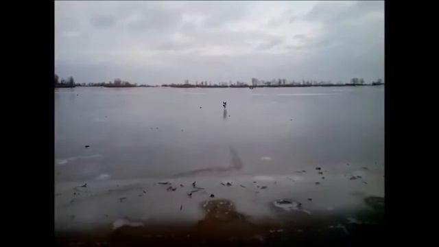 Джек Рассел Кора на прогулке, 10 мес смотреть онлайн