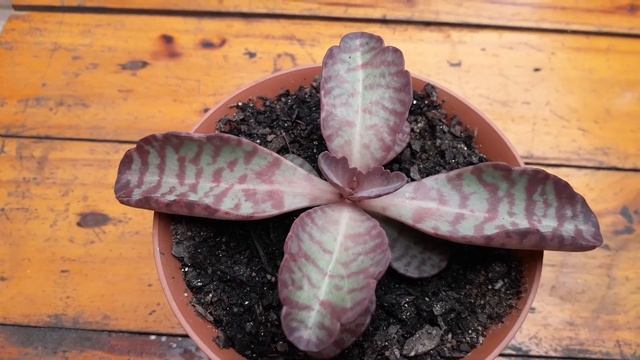 Kalanchoe Humilis E Kalanchoe Fantasma