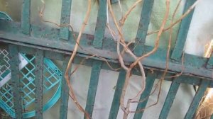 Формируем из Кампсиса (Текомы) двух метровый куст. Вниз спадающий водопад цветения.