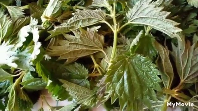 Заготовка крапивы на зиму ! смотреть онлайн