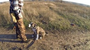 229. Как дрессировать американского стаффордширского терьера Тора в 6 месяцев? Учим стафа командам