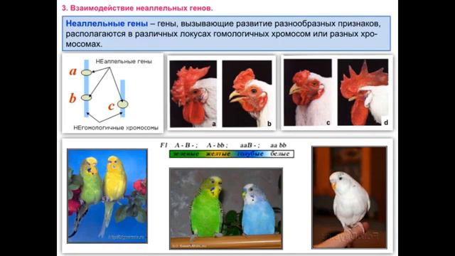 Лекция-6 по Биологии" Взаимодействия генов " смотреть онлайн