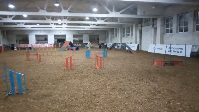 Бордер колли Nafani Itaya, agility смотреть онлайн