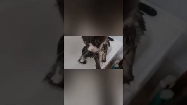 Maine Coon.Как легко Помыть кота. Мейн Кун Тоби.1 августа 2021 г. смотреть онлайн