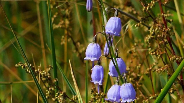 ♫ Ольга Вардашева и Людмила Невзгляд – «Момчета» смотреть онлайн
