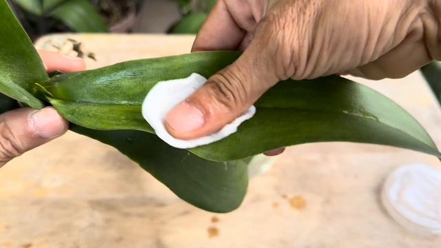 Thật Diệu Kỳ Nó Làm 1 Gốc Phong Lan Lập Tức Hồi Sinh