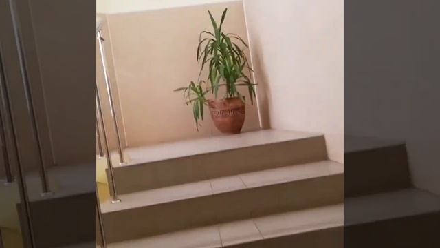 Детская железная дорога г. Хабаровск, 2019 год смотреть онлайн