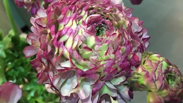 Цветочный ликбез смотреть онлайн