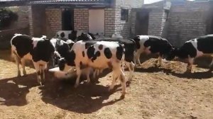 Быки Холмогоры 1 год. 6 августа 2020 г.