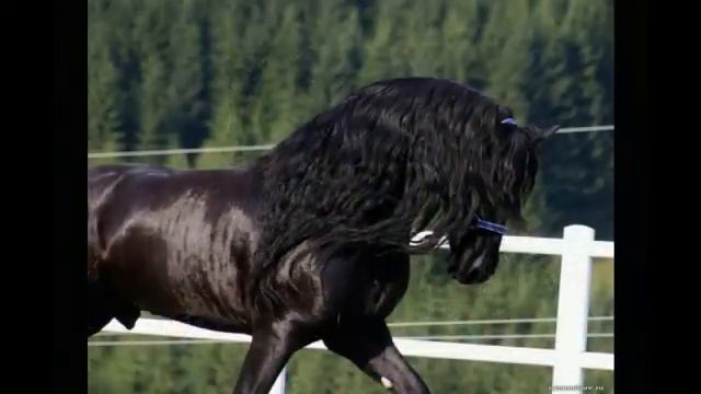 Самые красивые породы лошадей.  Часть 2