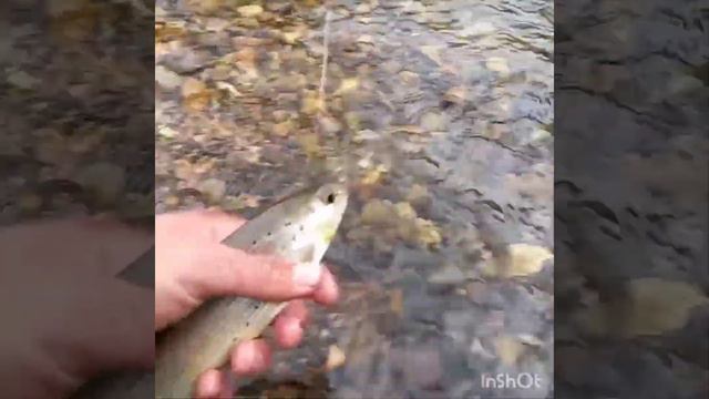 Ловля Хариуса.Август 2020. Крупный Хариус на мормышки. Ловим На покаяние. на верховые и донные мухи смотреть онлайн