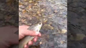 Ловля Хариуса.Август 2020. Крупный Хариус на мормышки. Ловим На покаяние. на верховые и донные мухи