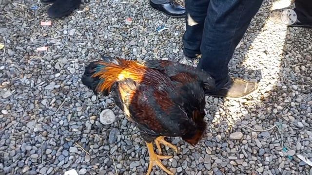 Asaka Dakan Xoʻros Bozor Arzon Boʻlib Keti