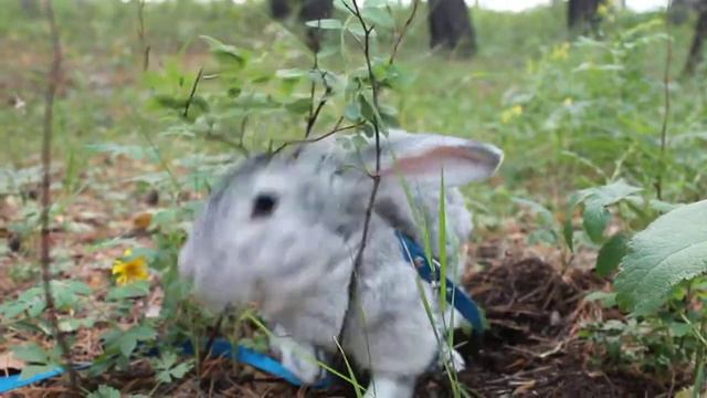 Кролик Тяпа в лесу 4 (Rabbit) смотреть онлайн