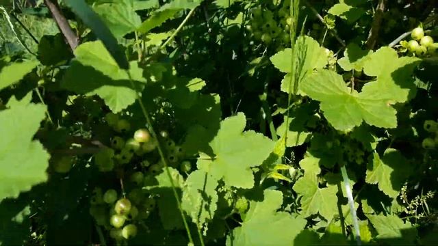 Красная смородина: Уральская красавица vs Jonkheer van Tets смотреть онлайн