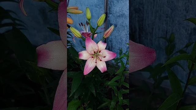 ?   Лилия Rosella's Dream.  Азиатские лилии ?