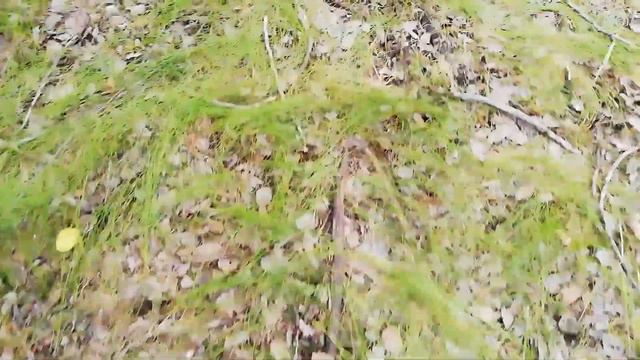 Паринирвана