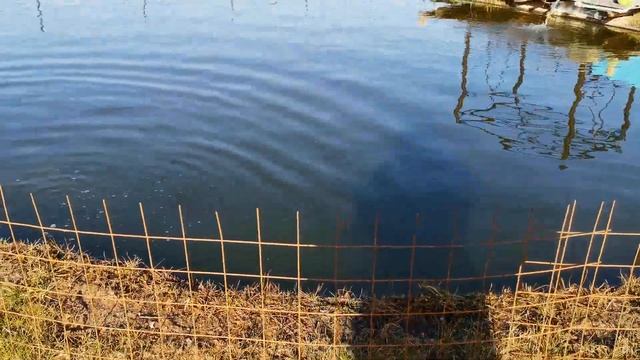 Какой прирост веса осетра за 10 месяцев жизни в пруду смотреть онлайн