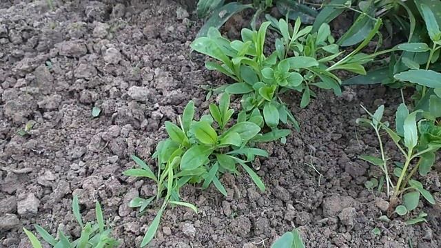 Какие цветы выросли из семян многолетников через месяц? смотреть онлайн