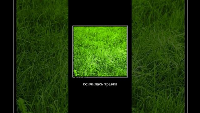 Ёжик по травке бежит и хохочет #рекомендации смотреть онлайн