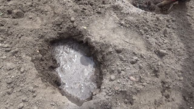 Ах ты, барыня сударыня.
Высаживаем капусту в грунт. смотреть онлайн