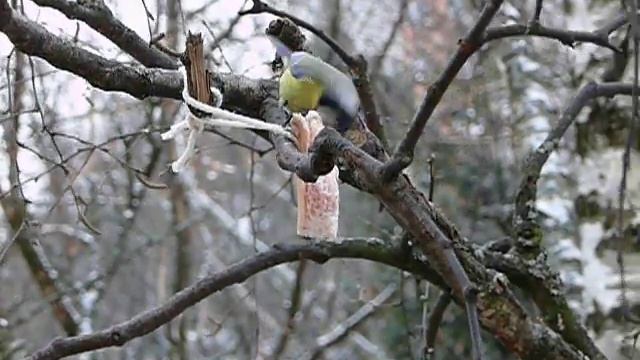 Лазоревка и большие синицы смотреть онлайн