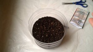 ДЕ БАРАО ЧЕРНЫЙ - ТОМАТ на РАССАДУ