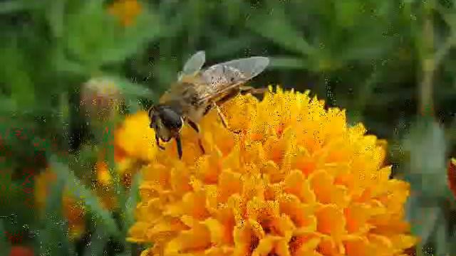 Дорога цветов смотреть онлайн