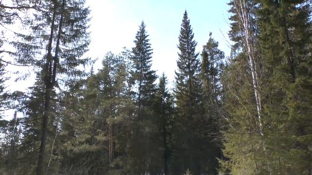 Глухариный ток (поиск по снегу) смотреть онлайн