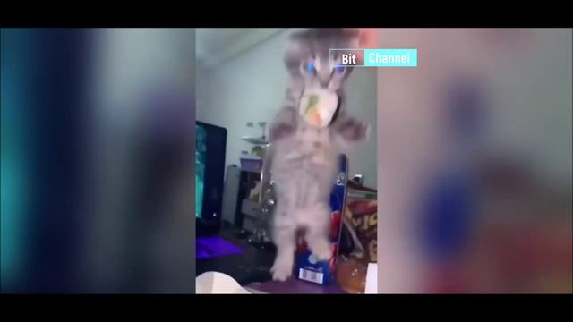 Смехопад с животными, собаками и котами. Смеяться всем смотреть онлайн