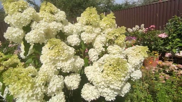 Как я формирую взрослый куст метельчатой гортензии на примере Ваннилы Фрайз смотреть онлайн