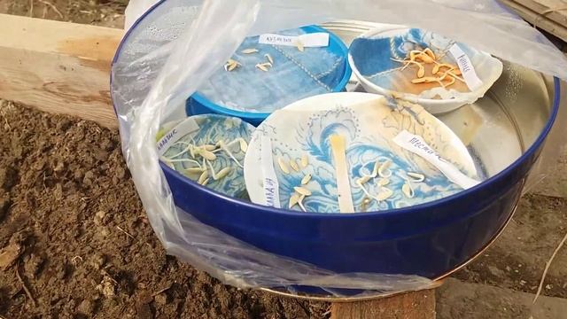 Как за сутки прорастить семена огурцов смотреть онлайн