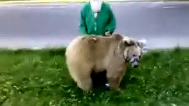 Медведь в центре город Душанбе смотреть онлайн