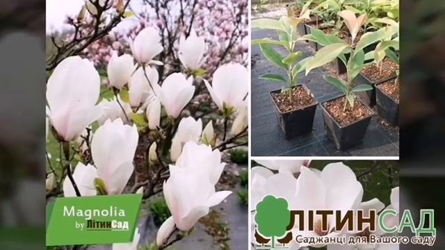 🌸МАГНОЛІЯ🌸 смотреть онлайн