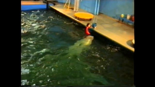 Утришский дельфинарий. Москва. 1999 год. смотреть онлайн