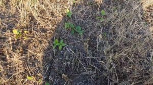 Срочно!Подсолнечник по целине.Внесение страхового гербицида.No-till Ukraine.