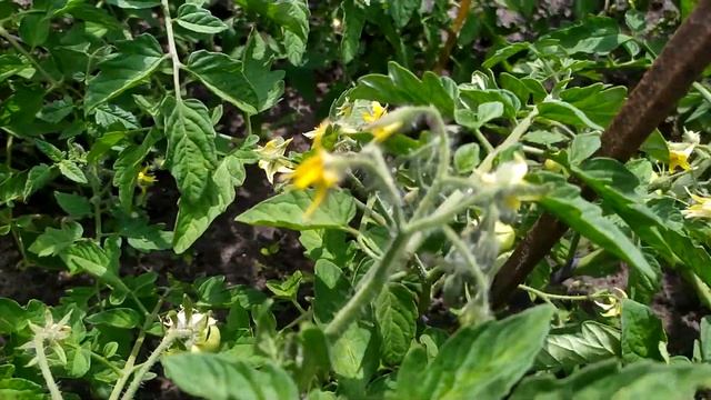 Огромный помидор! Соседи в ШОКЕ стали в очередь за семенами. смотреть онлайн