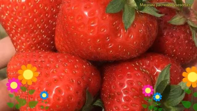Земляника садовая Априка. Краткий обзор, описание характеристик fragaria ananassa Априка смотреть онлайн