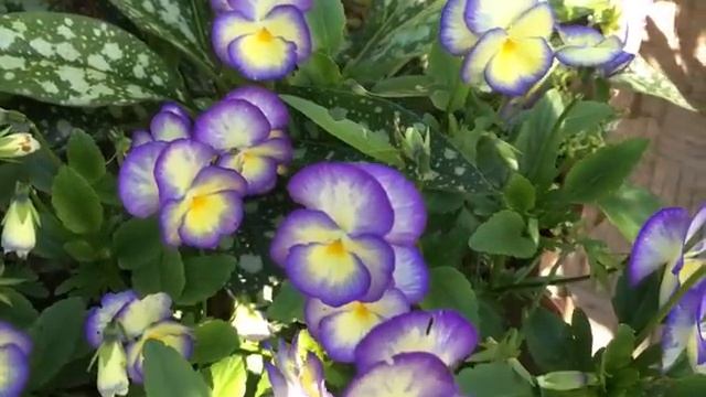 ДОСТОЙНАЯ ЗАМЕНА АНЮТИНЫМ ГЛАЗКАМ смотреть онлайн