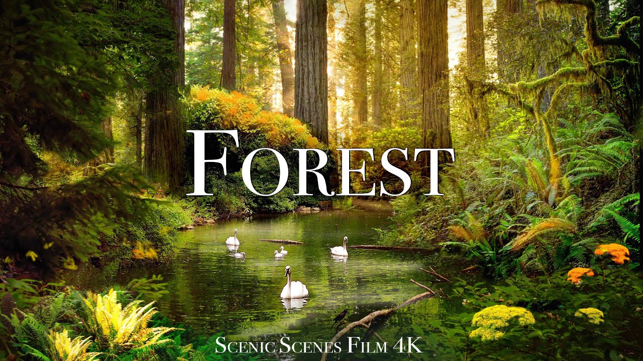 Лес В 4К Релакс Фильм Со Звуками Природы
Forest In 4K Nature Sounds смотреть онлайн