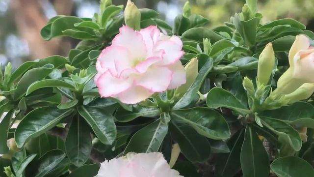 Những sắc màu của HOA SỨ THÁI KÉP // Hà Nguyễn Thị Thanh. смотреть онлайн