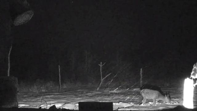 Олень благородный - 18 декабря 2022 смотреть онлайн