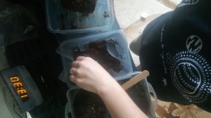 Разведение и кормление гриндаля