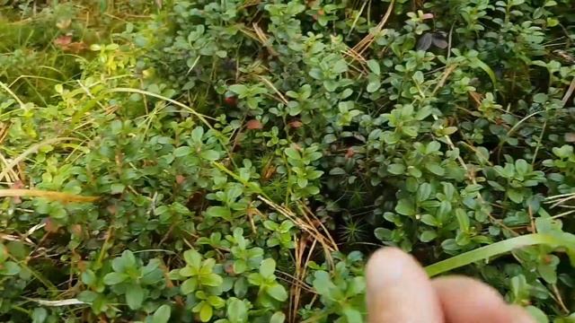 ХОЛОДНАЯ НОЧЬ В ПАЛАТКЕ! Пока ГОРЫ, пока озеро МАРАНКУЛЬ! Я ещё ВЕРНУСЬ! ЗАКЛЮЧИТЕЛЬНАЯ 6 часть. смотреть онлайн