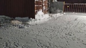 Таймыр Дудинка песцы разгулялись
