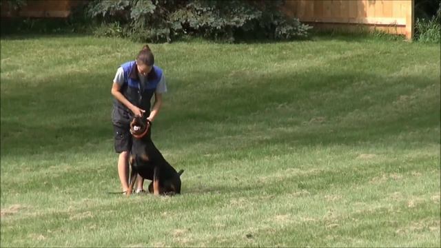 Golden Retriever Vs Doberman in Hindi | Dog VS Dog | PET INFO | Best For You as Pet? смотреть онлайн