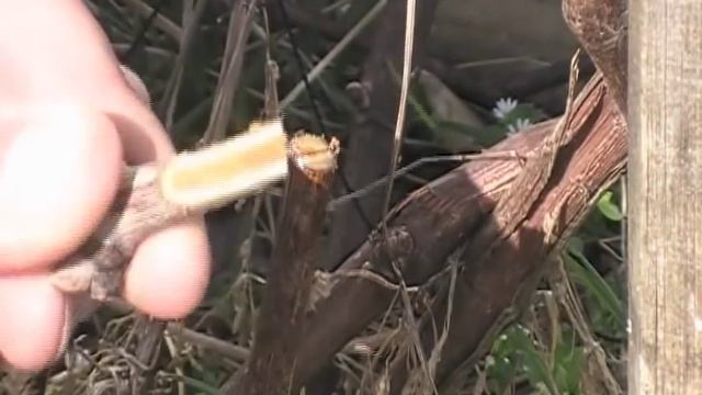 Прививка винограда мастер класс смотреть онлайн